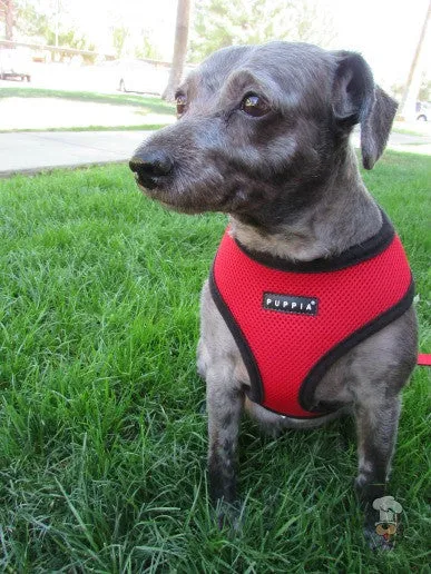 Red Soft Harness